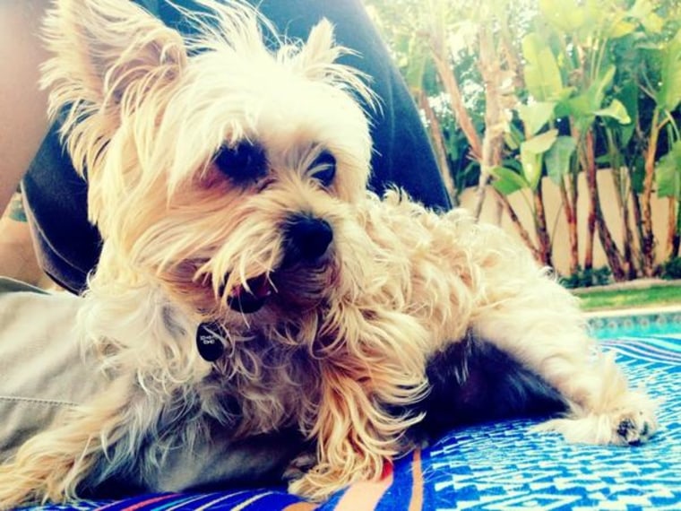 Lila, Miley Cyrus' Yorkie mix, has died at the age of 2.